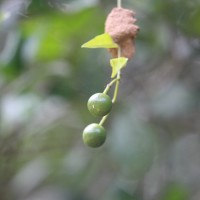 Capparis sepiaria L.